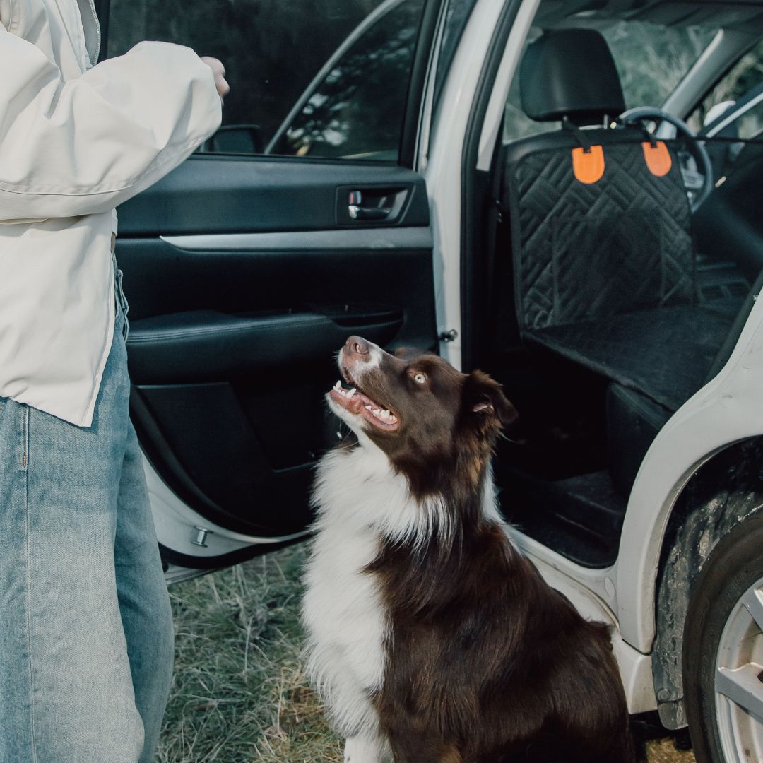 The PawShield™ – Clean Rides, Calm Dogs